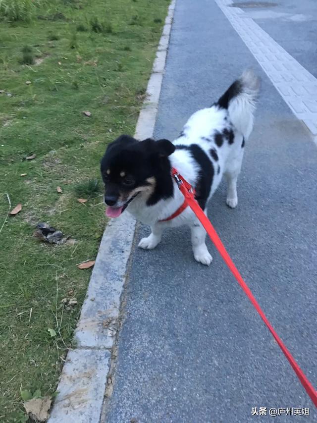 深红玫瑰鹦鹉买到:宝蓝鹦鹉繁殖身体发红 去哪买会说话的鹦鹉？贵不贵？买来怎么养？