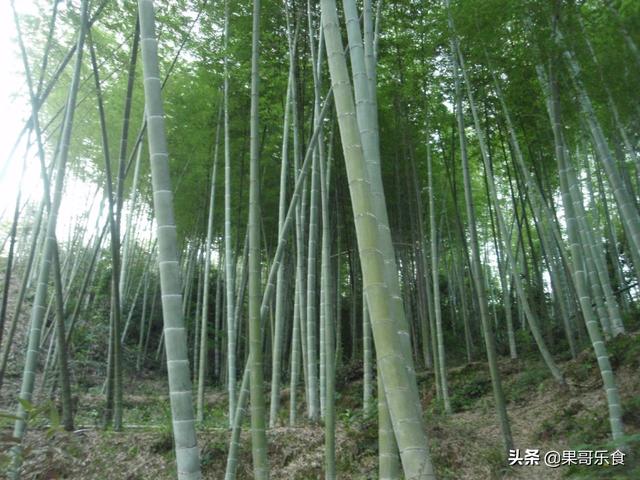 头条问答 - 毛竹在北方怎么样过冬?(9个回答)