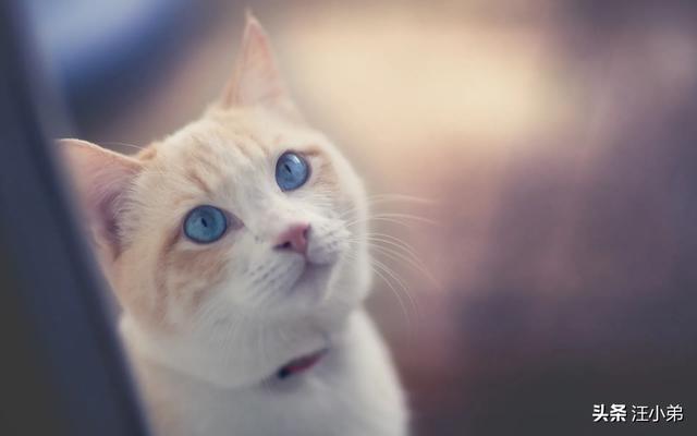 为什么猫咪能像液体一样缩小在小盒子里:猫咪把你当成父母会有什么迹象？