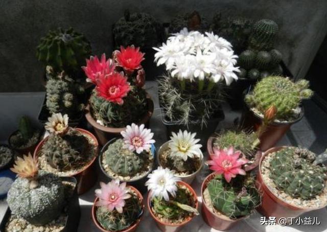 金琥 花期:仙人球开花后把开花的枝剪掉还能再开花吗？