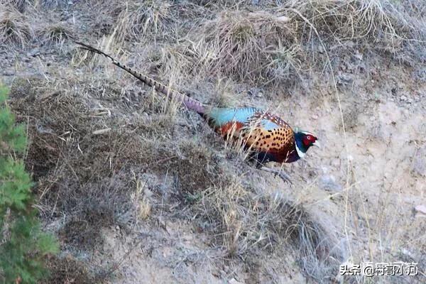 陕西蒲城细狗逮兔:在农村，俗语“上山兔子下山鸡，离水甲鱼莫去追”，啥意思？