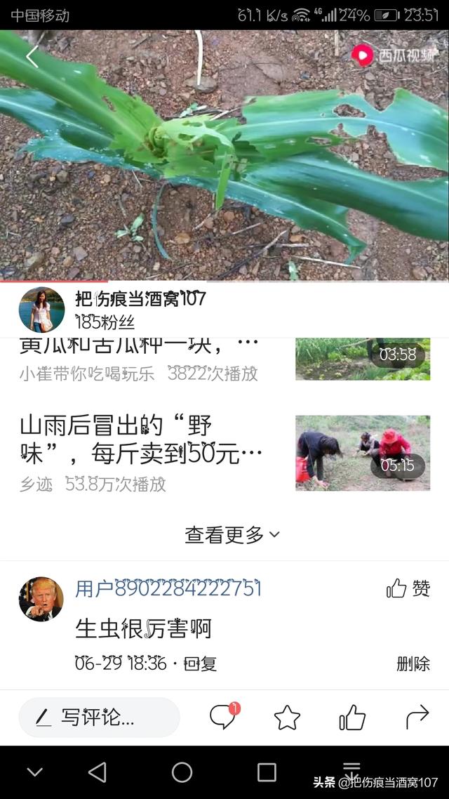 驱虫药剩半个:玉米被虫子吃的就剩杆了该怎么补救？有什么好办法吗？