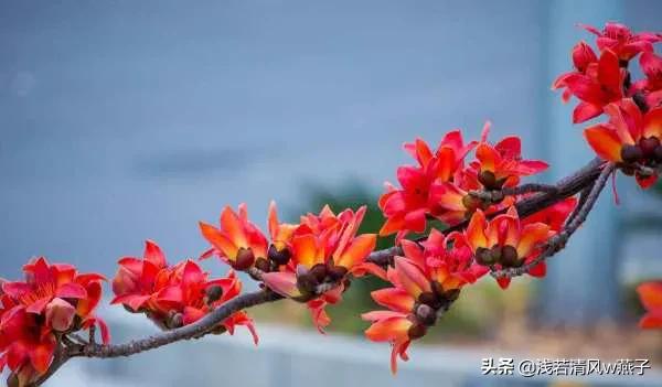 头条问答 广州人为什么要捡拾木棉花 梦里啥都有ifzy的回答 0赞