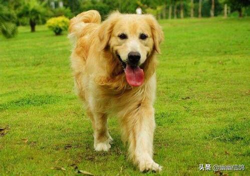 金毛犬怎么训练握手:训练金毛难不难？有什么技巧吗？