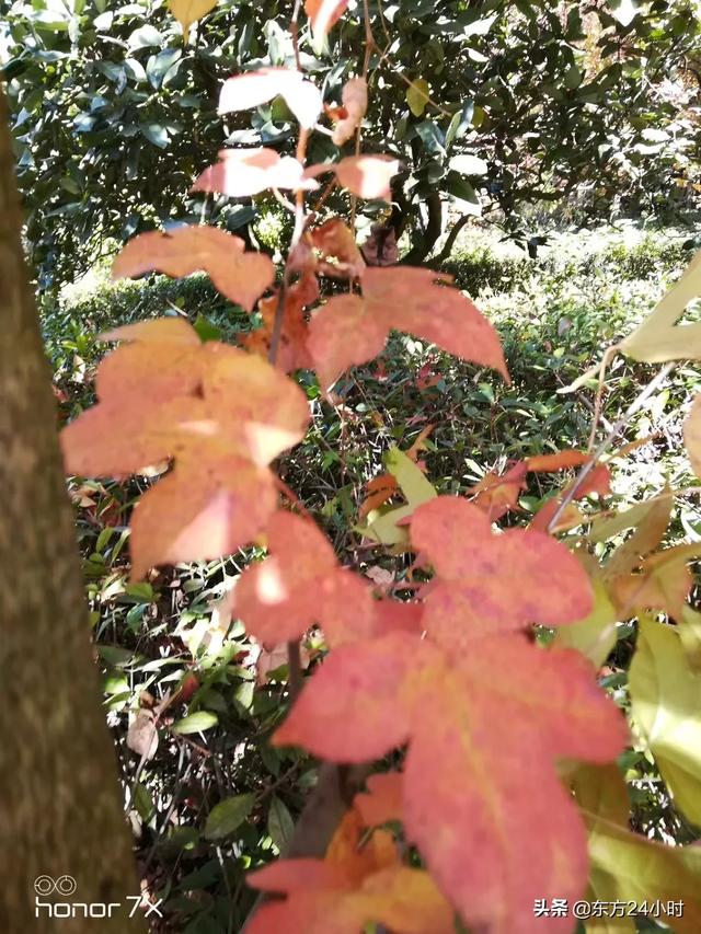 头条问答 强大的头条 我问问哪里有种枫叶或者红叶的景点 东方24小时的回答 0赞