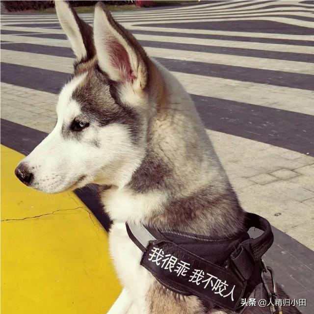 法兰德斯牧牛犬图片:什么品种的狗狗不贵，适合在山上放牛？
