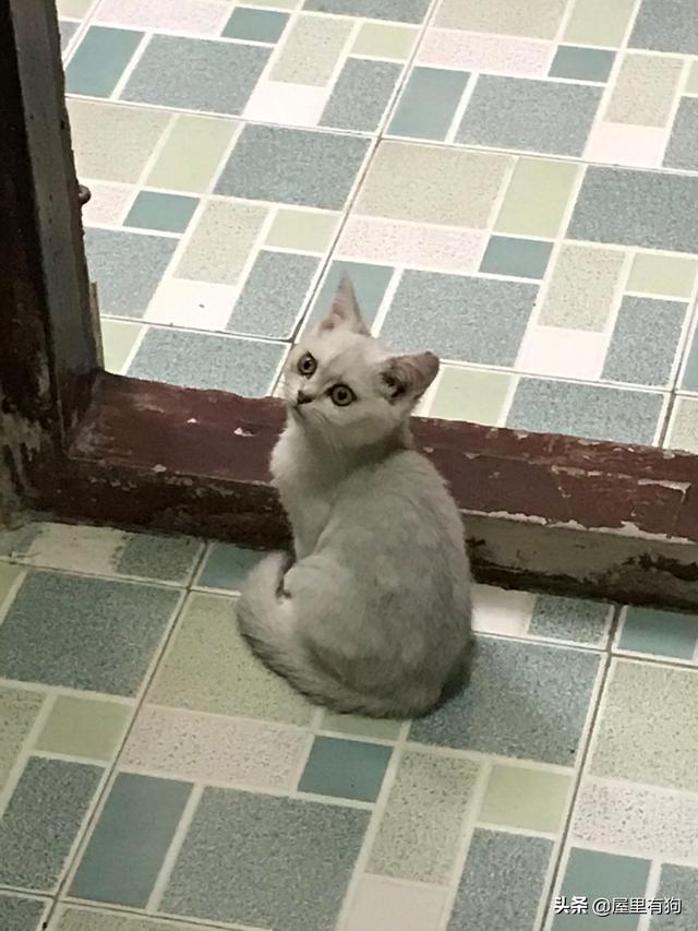纯种猫和非纯种猫:为什么纯种猫比土猫要懒呢？