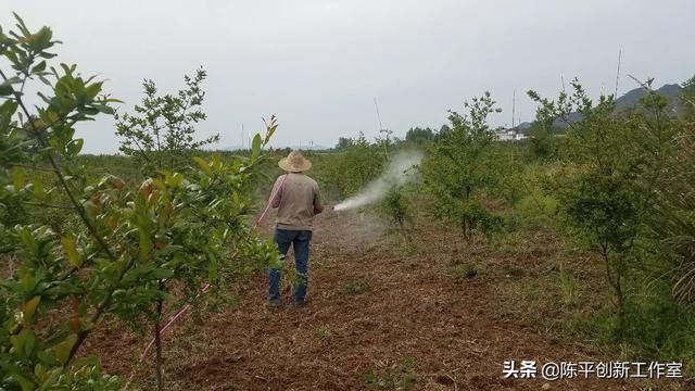 锈壁虱用何种药:桔树有虫可以打药吗？为什么？