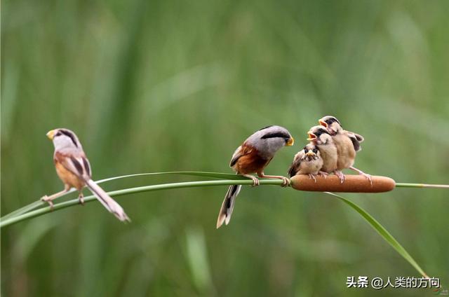 武强发现震旦鸦雀:在北京发现的震旦鸦雀，为什么被称为“鸟中大熊猫”