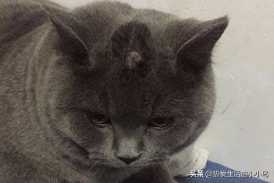 猫癣怎么治:小猫猫癣反复如何补营养，猫癣反复吃什么?如何给猫咪处理猫癣？ 猫癣怎么治好得快