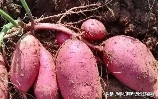 能说说你在农村都帮父母干过哪些农活吗,感觉怎么样？