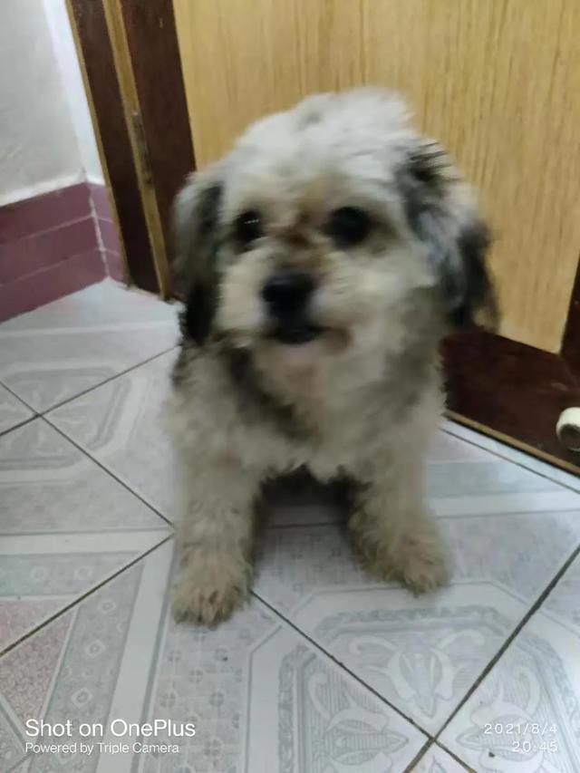 我做女犬的开心日子全下载:我们养狗，你们认为狗狗是开心的吗？