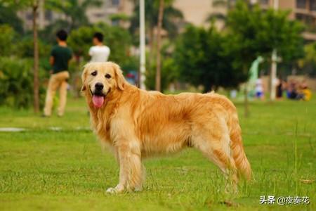 拉布拉多金毛:拉布拉多和金毛外貌相似，为什么销量却不如金毛？