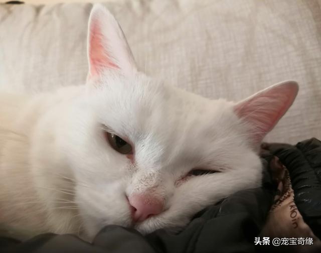 猫咪:怎么才能知道猫咪是否喜欢你？