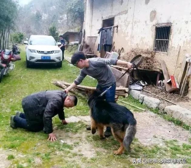 改变世界的犬类:阿尔法狗会彻底改变人类的围棋观吗？ 世界犬类排名