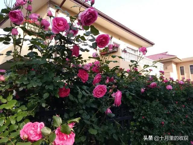 家住别墅是什么样的感觉？插图26