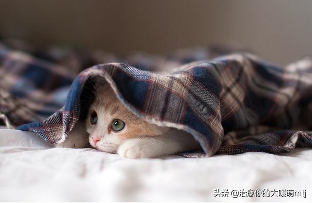 宠物猫种类大全:哪些宠物猫比较温顺，比较适合家里饲养？