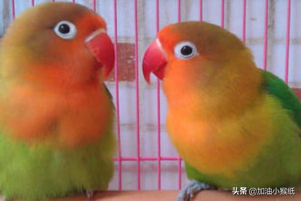 刚买虎皮鹦鹉怎么养:怎样才能让虎皮鹦鹉和自己更亲近？