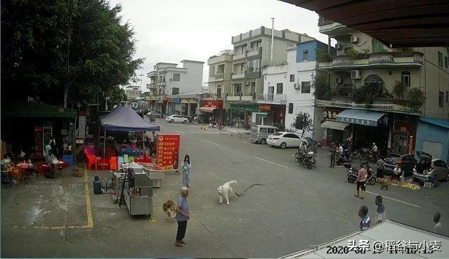 美女犬奴小说:如何评价《绝代双骄》中的花月奴？ 猫奴和犬奴区别