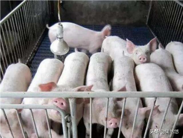 假如一头猪养一辈子不杀，最大能长多大？