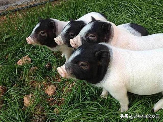 巴马香猪产前预兆:巴马香猪一天喂多少吃的比较好？需要注意什么？