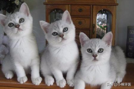 品种猫:中国自己的猫都有些什么品种？