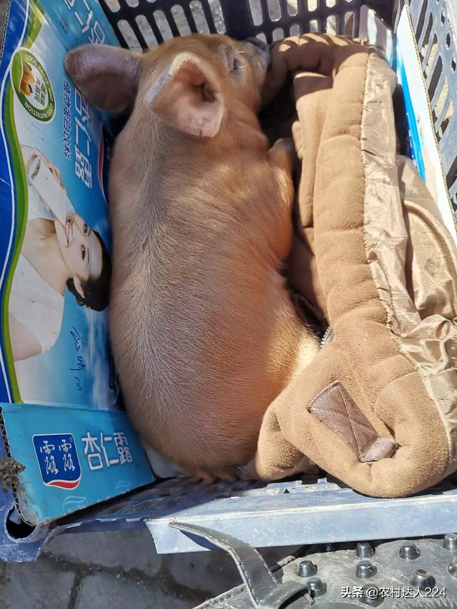 兽用狂犬疫苗种类:济宁给狗上户有什么法规，要哪些手续？