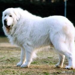 拉萨犬:外国犬种有没有中华田园犬那种守家的性格？