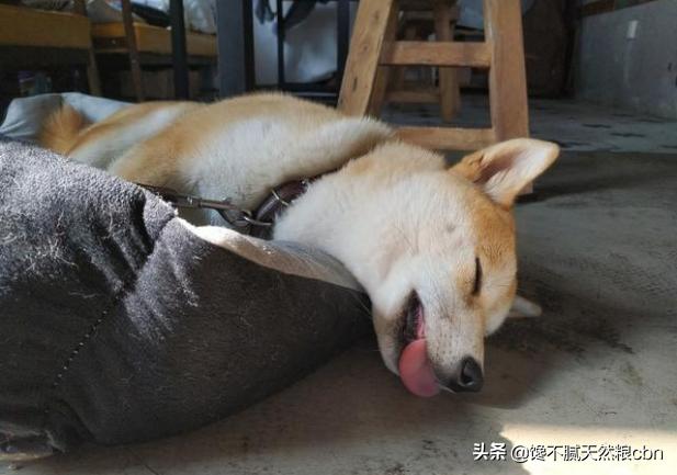 小狗狗:新买的小狗狗应该如何喂养？