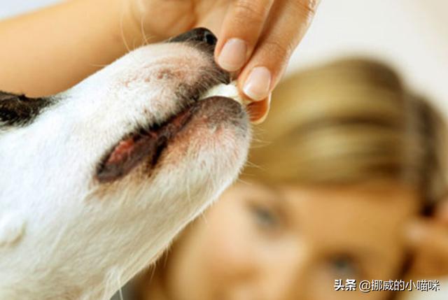牧羊犬吃什么:德牧吃什么能使骨架变大？