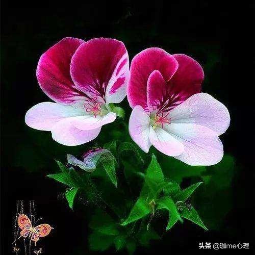 朋友圈吸引前任技巧:男朋友的前任一直撩他，我该怎么对付这种绿茶婊？