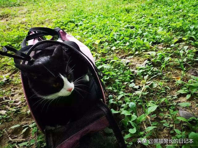 宠物垫:求助，买了个宠物包，怎么让猫咪快速适应这个宠物包？
