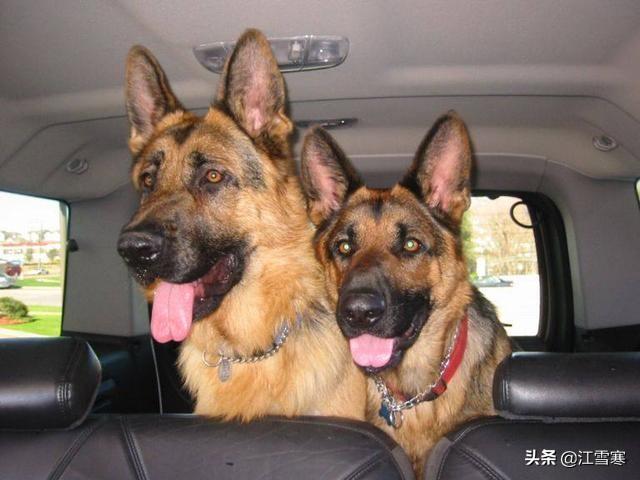 标准波音达猎犬图片:世界上嗅觉最好的是什么犬？