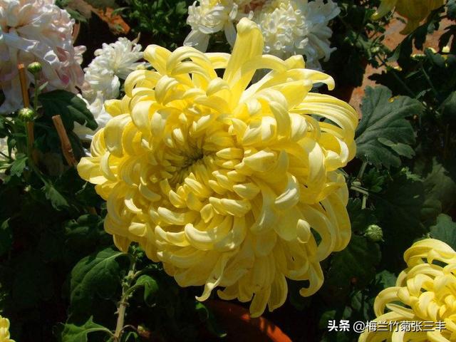 天人菊小苗摘心:菊花需要打顶吗？为什么？