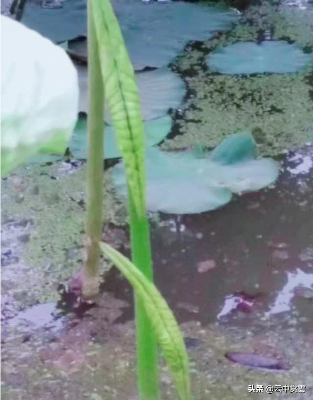 南京的荷花什么时候开花:南京的荷花什么时候开，去哪里能看到？