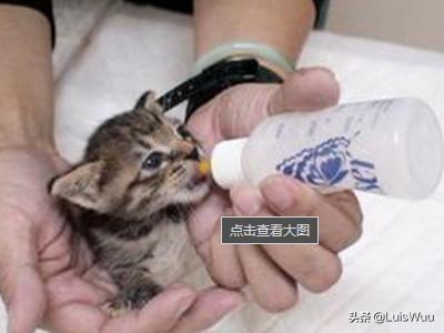 小猫的资料:半个月到一个月大的小猫如何饲养？