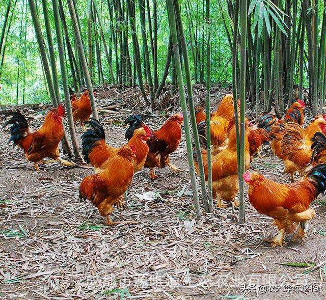 求琴仙的小宠物饲养日记:想养七千只鸡，有没有朋友提点建议，新手？