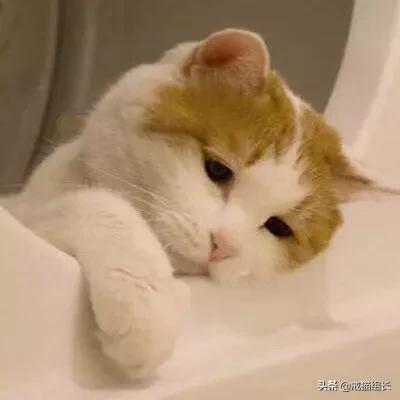 素力高金装官方授权店:怎么挑选适合猫咪的猫粮？ 金装素力高旗舰店