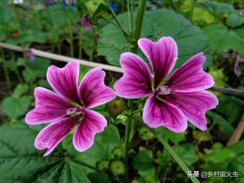 透红小丑红肚葵:锦葵、蜀葵、秋葵三种植物怎么区分？