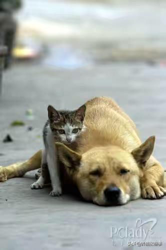 关于流浪狗和流浪猫感悟:大雨时，马路上积水成河，流浪的猫和狗是怎么生存下去的？