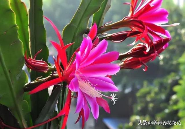 令箭荷花是否可喷水:秋季，可以用无根的仙人掌嫁接，扦插令箭荷花吗？
