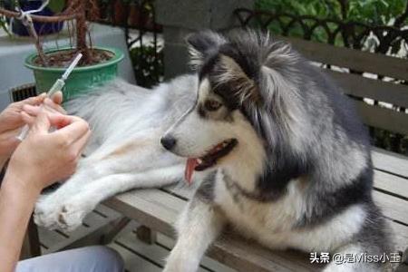 小狗得了细小怎么治:小狗狗得了细小怎么办 小狗得了细小病用什么药治疗？