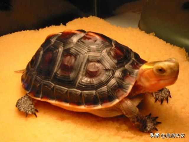 长寿龟养一只还是一对:长寿龟怎么养才能活多久 如何喂养小乌龟？一定要买一对吗？