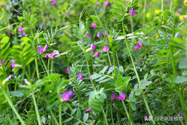 头条问答 野豌豆到底有没有毒 能不能当菜吃 有吃过的朋友吗 怎么吃比较好 13个回答