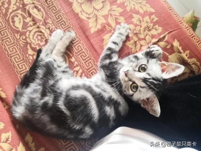 学知猫购买:你们家猫猫都吃什么牌子猫粮呢？