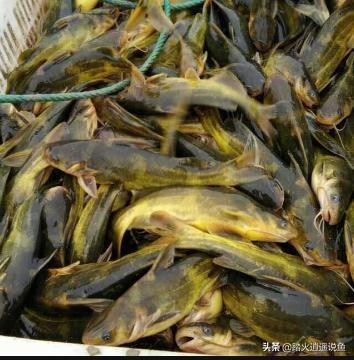 老爷蛙缺钙可以调养回来吗:老爷树蛙缺钙怎么治疗 如果有肾结石，该如何补钙？