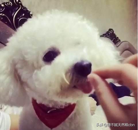 比熊狗粮对泪痕好:比熊爱你会有哪些表现呢？
