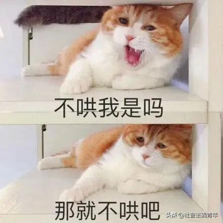 波斯猫在行动:性格好的猫咪是如何炼成的？