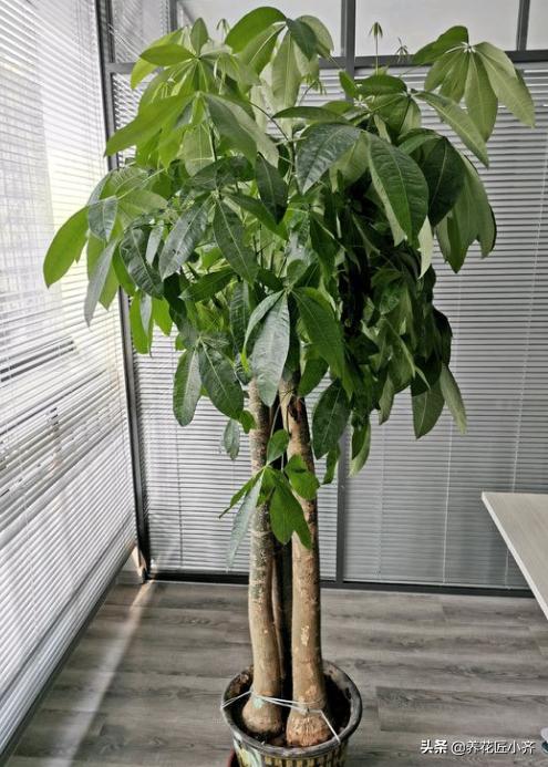 铁树图片:移栽的铁树长的很慢怎么办？