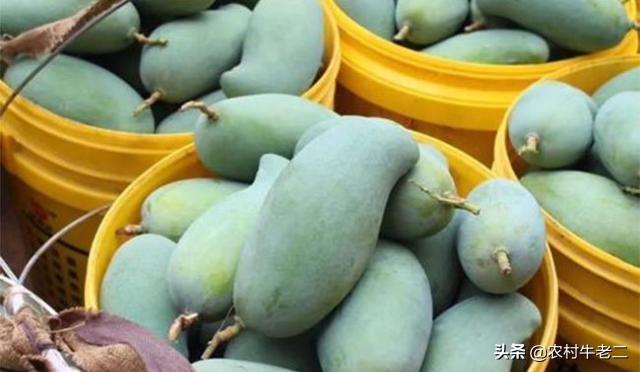 高乐蜜芒果好吃吗，2020年的七月份田东芒果会有好价格吗